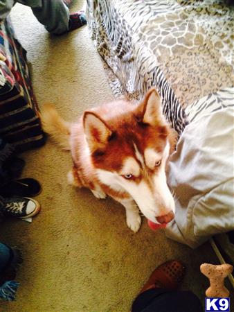 HuskyLifeStyle Picture 2